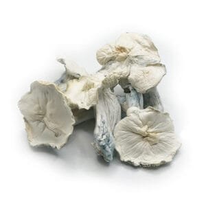 jack frost mushroom
