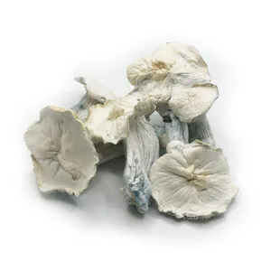 jack frost mushroom