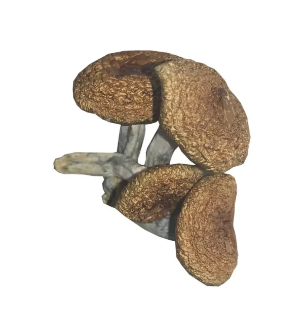 burma mushrooms - Image 4