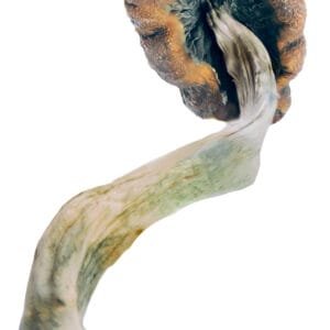 cambodian mushrooms