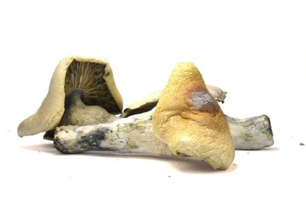 burma mushrooms - Image 2