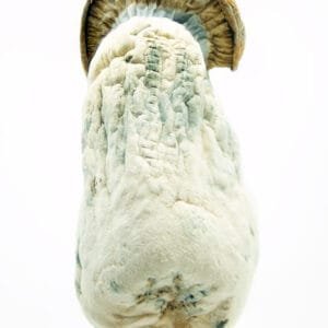 makilla gorilla mushroom