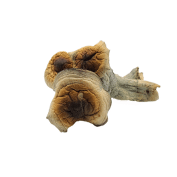 Buy Steel Magnolia mushrooms online, known for its unique appearance and strong psychedelic, Secure purchasing and discreet shipping available