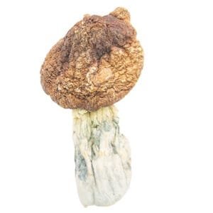 tidal wave mushroom