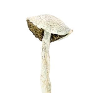 white rabbit mushroom