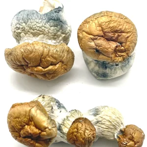 hillbilly mushrooms