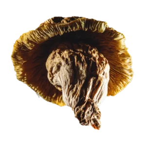 yeti mushroom strain