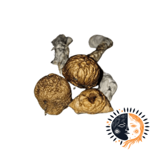 Buy Eclipse Mushrooms online for a premium, potent experience, perfect for wellness and microdosing enthusiasts.