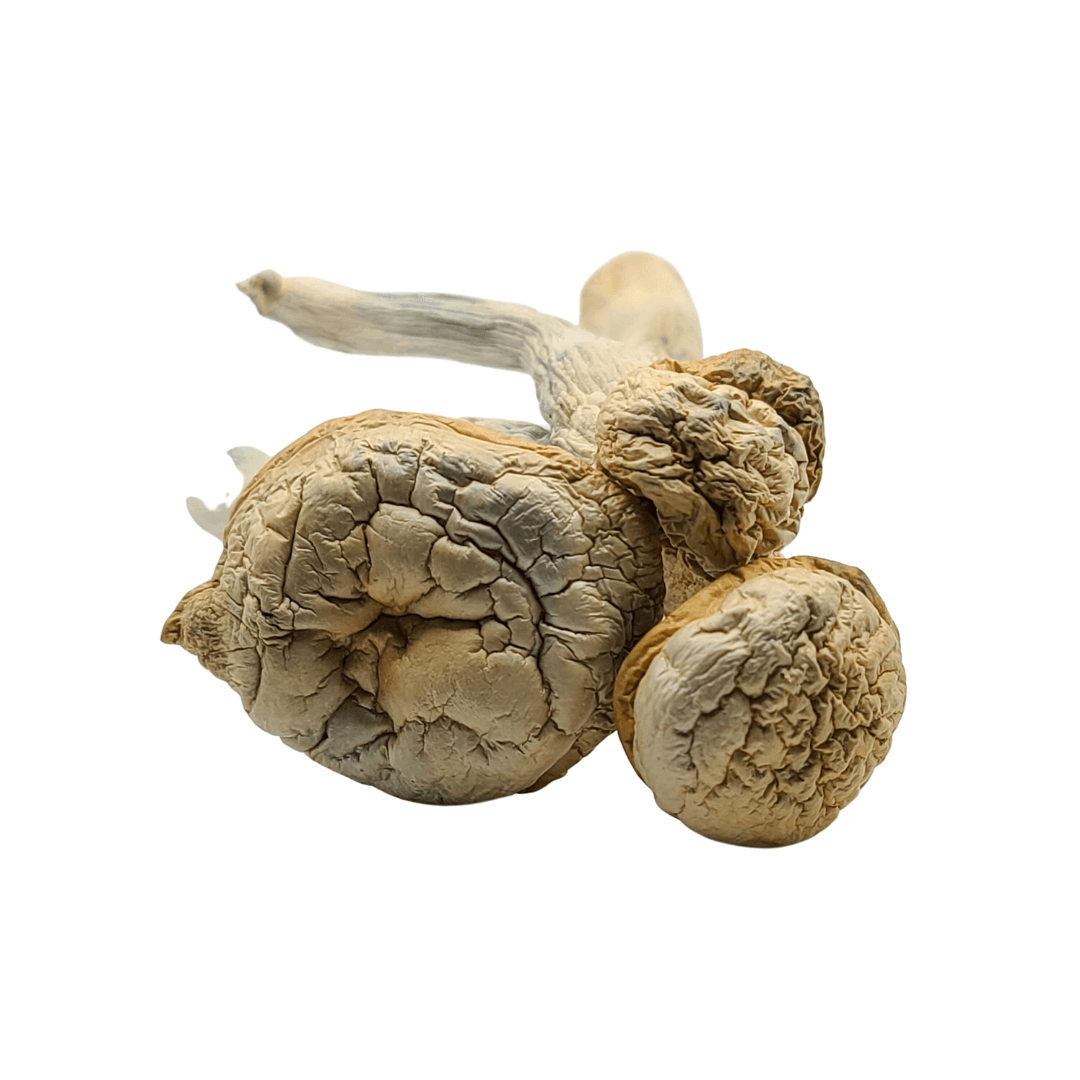 Buy Green Cap Thrasher Mushrooms online for a unique and potent wellness experience, perfect for mindful exploration.