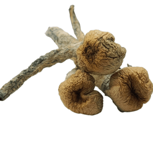 Trinity Trinity magic mushrooms are a hybrid between Penis Envy, Aztec God, and Tidal Wave (which is itself a hybrid between Penis Envy and B+).