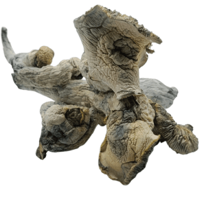 Buy True Albino Cambodian (TAC) mushrooms online—this rare Psilocybe cubensis strain is prized for its white color and potent, clear psychoactive effects, ideal for introspective and therapeutic use.