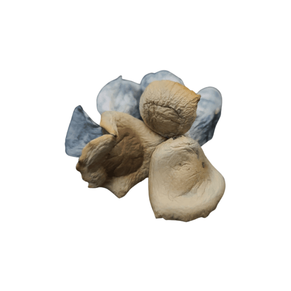 Buy Koh Samui Magic Mushrooms online, a potent strain from Thailand known for its energizing and uplifting effects. Ideal for experienced users seeking a mindful, immersive experience.