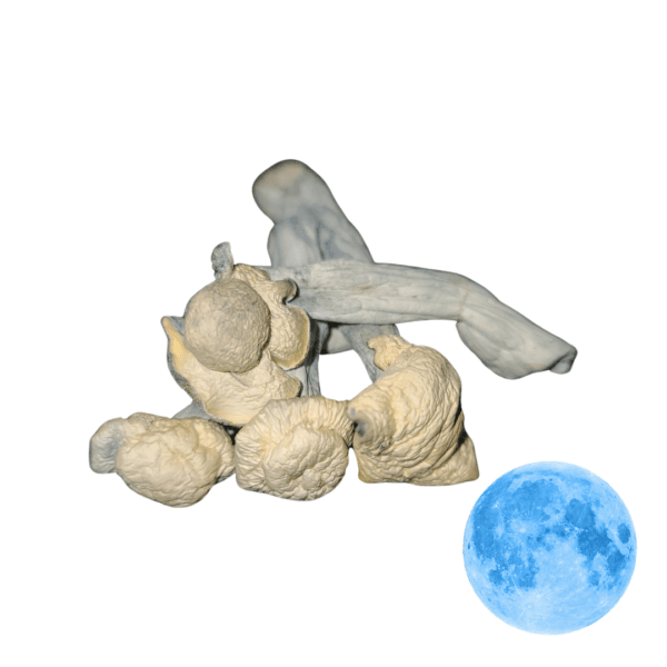 buy blue moon mushrooms Microdose online, can relief from depression, anxiety, cluster headaches, and a variety of other symptoms. Level 1 produces a mild ...