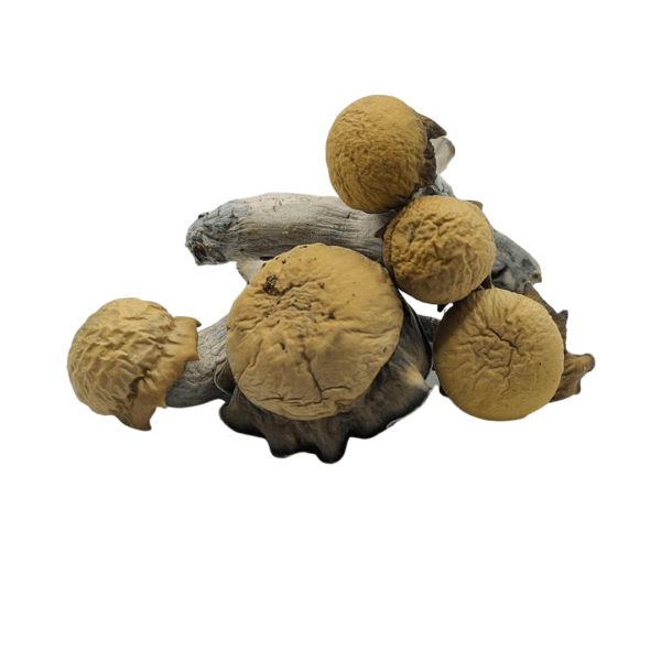 buy Blue Storm Mushrooms online for high-quality, carefully crafted mushroom products designed for optimal wellness and mindful experiences.