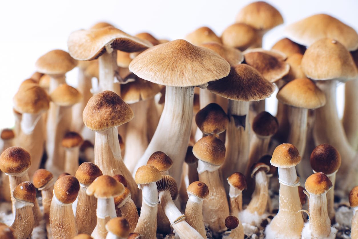 buy magic mushrooms online